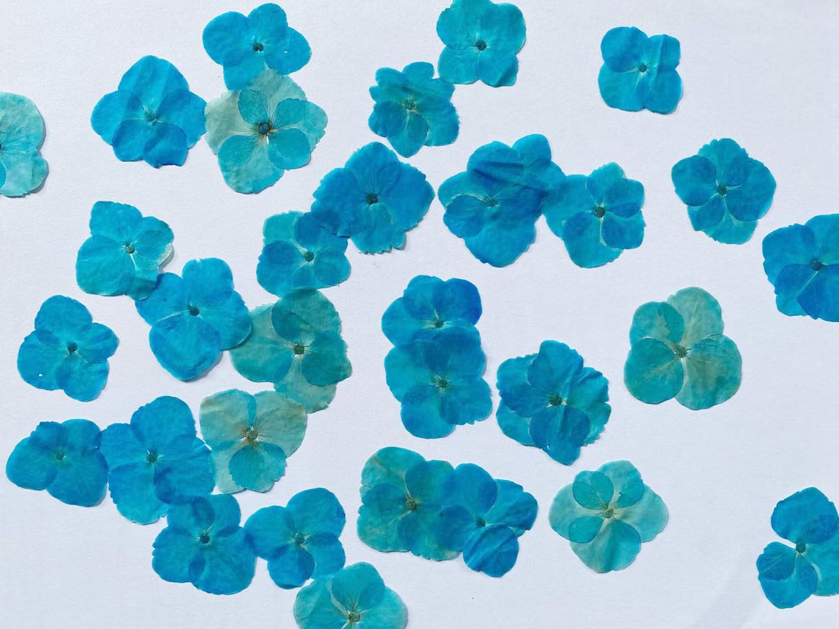 100 Blue Pressed Hydrangea Flowers: Natural Flat Dried Flowers