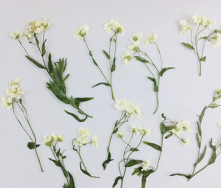 Pressed Flowers,Rice white Pressed Flowers 8 PCS/Pack,Pressed Flower,Dry Flat Rice white Little Daisy Flower Preserved Wild Dried flower