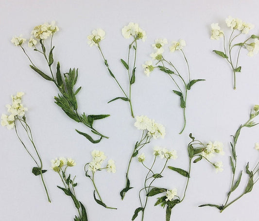 Pressed Flowers,Rice white Pressed Flowers 8 PCS/Pack,Pressed Flower,Dry Flat Rice white Little Daisy Flower Preserved Wild Dried flower