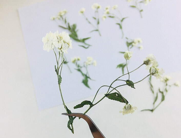 Pressed Flowers,Rice white Pressed Flowers 8 PCS/Pack,Pressed Flower,Dry Flat Rice white Little Daisy Flower Preserved Wild Dried flower