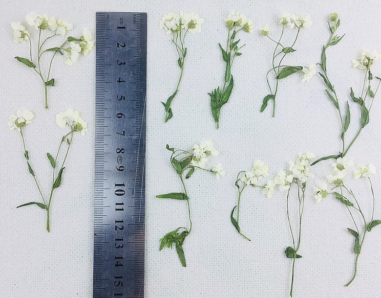 Pressed Flowers,Rice white Pressed Flowers 8 PCS/Pack,Pressed Flower,Dry Flat Rice white Little Daisy Flower Preserved Wild Dried flower