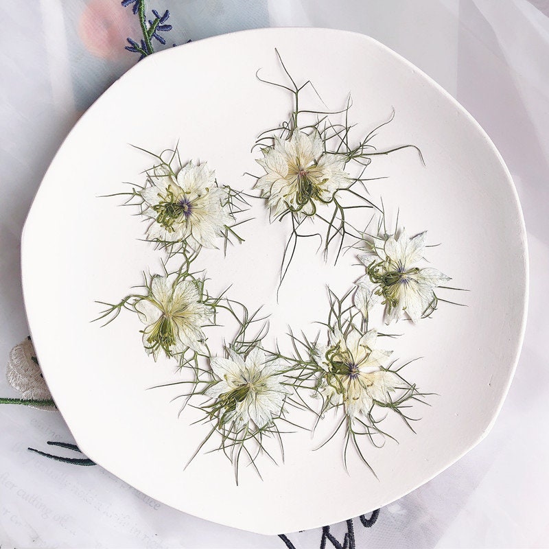 White Nigella Pressed Flowers - Delicate Floral Embellishments (6 PCS/Pack)