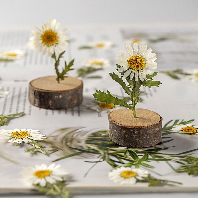 Pressed Flower,chrysanthemum Pressed Flower,Set of 10 PCS,Pressed white Dried Flower Stem Real Pressed Flowers Preserved Flowers