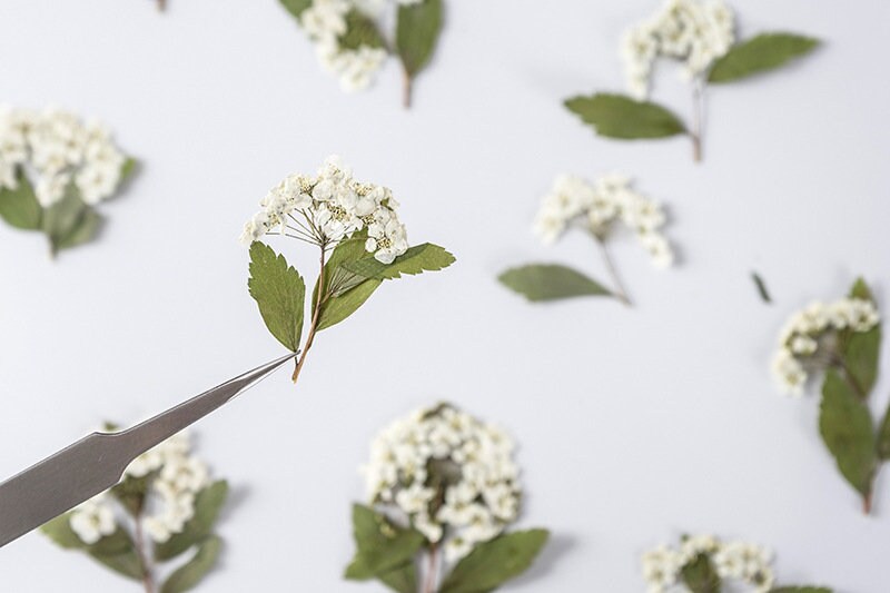 pressed flowers,white pressed flowers,Set of 6 PCS, pressed flowers art,white dried flower,Pressed Flat Flowers,scrapbooking, art