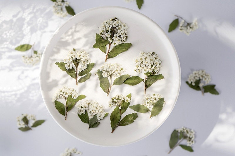 pressed flowers,white pressed flowers,Set of 6 PCS, pressed flowers art,white dried flower,Pressed Flat Flowers,scrapbooking, art