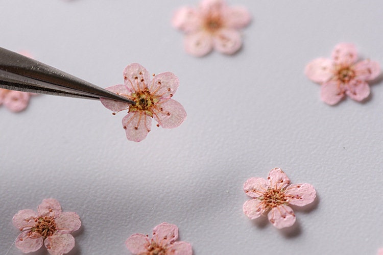 Pressed flowers,Light pink pressed flowers,20 PCS/Pack,Light pink flower,Light pink Dried flower,pressed flower,Small pink flower（0.5-0.8cm)