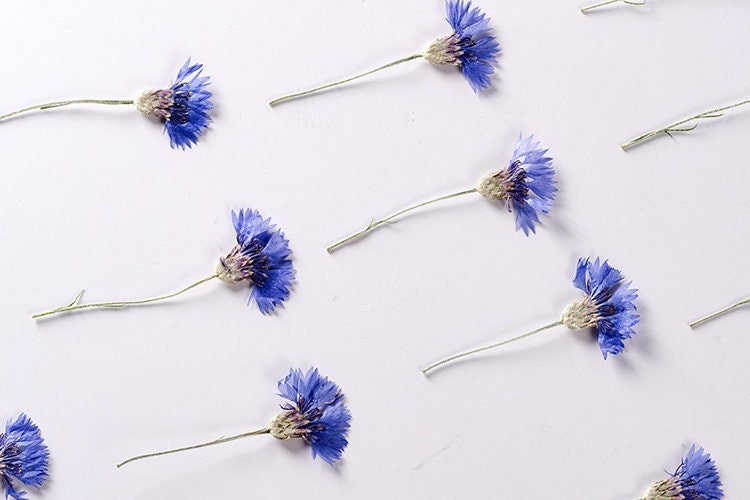 Pressed Cornflower Flowers, Blue Purple, Dried Flat Flowers (6 PCS/Pack)