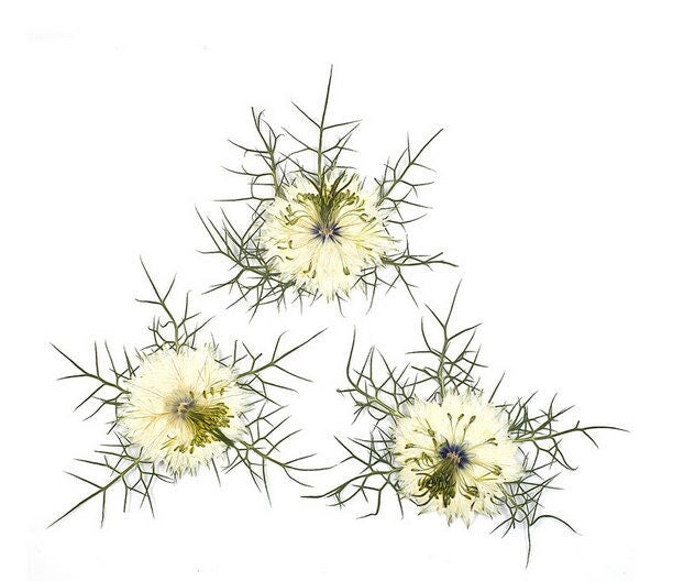 White Nigella Pressed Flowers - Delicate Floral Embellishments (6 PCS/Pack)