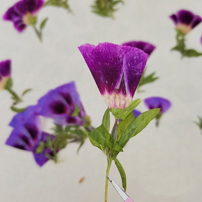 Purple Pressed Flowers, 8 PCS Floral Embellishments