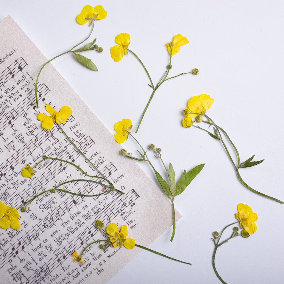 Real Dried Yellow Buttercup Flowers, Pressed Flower Set (6 PCS)