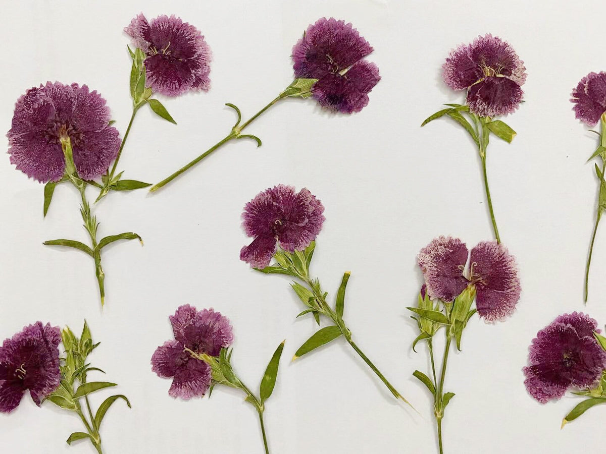 Pressed China Pink Dianthus Flowers, Dried Flowers (8 pcs/pack)