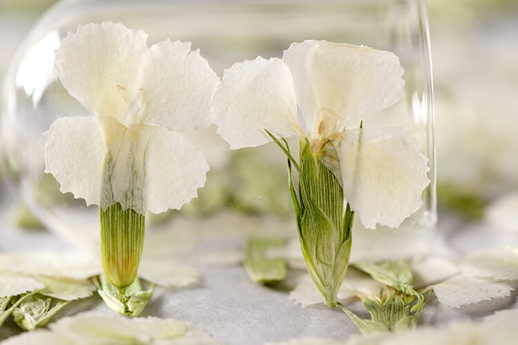 Pressed Flowers,white Pressed Flowers 12 PCS/Pack,Dried flower Flower,Dry Flat Rice white carnations Flower Preserved Wild Dried flower