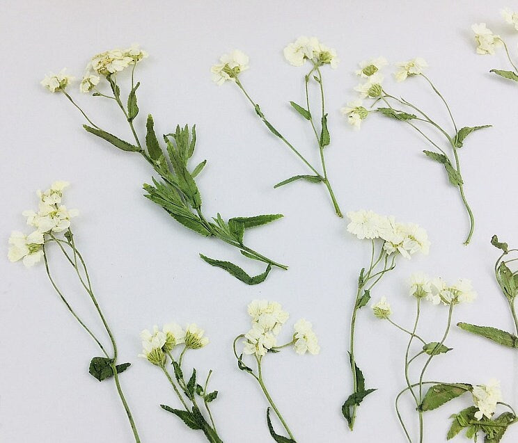 Pressed Flowers,Rice white Pressed Flowers 8 PCS/Pack,Pressed Flower,Dry Flat Rice white Little Daisy Flower Preserved Wild Dried flower