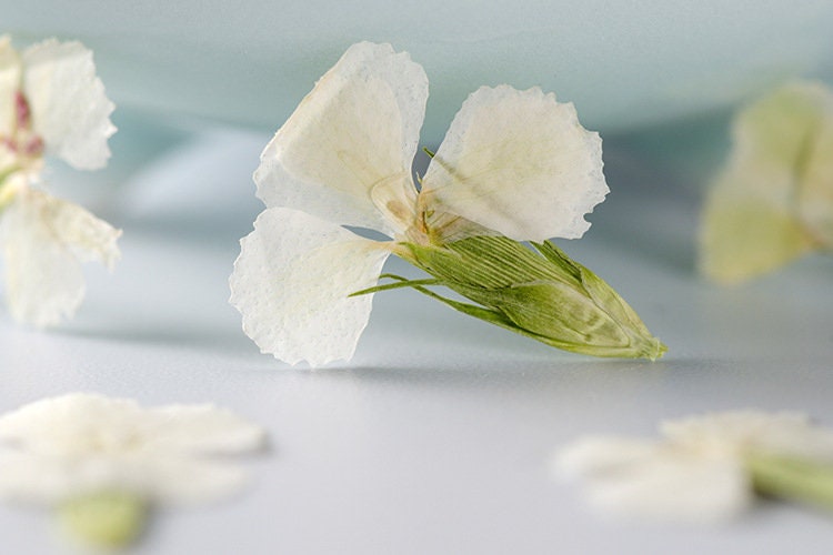 Pressed Flowers,white Pressed Flowers 12 PCS/Pack,Dried flower Flower,Dry Flat Rice white carnations Flower Preserved Wild Dried flower