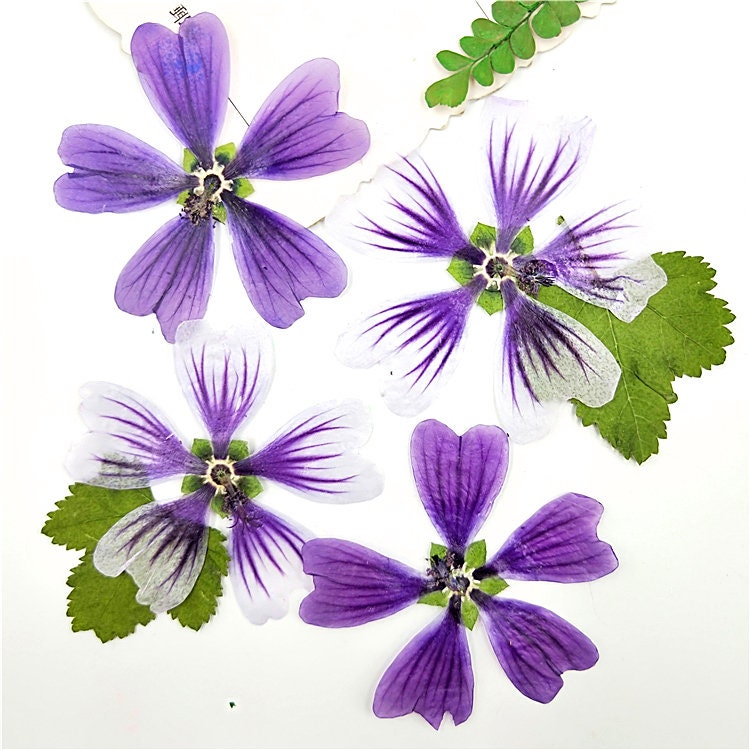 Pressed Purple Mallow Flowers (4-5cm) - 6 PCS Craft Supply