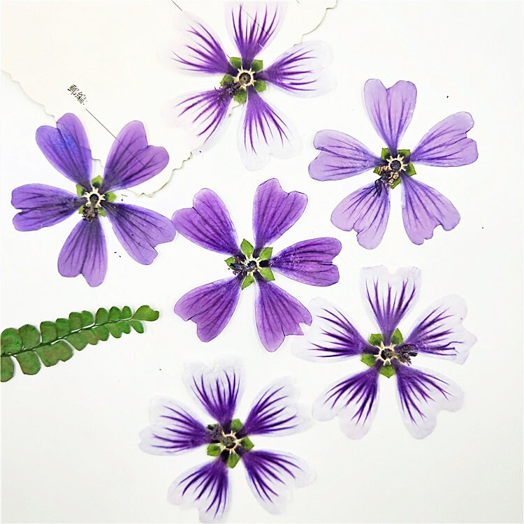 Pressed Purple Mallow Flowers (4-5cm) - 6 PCS Craft Supply