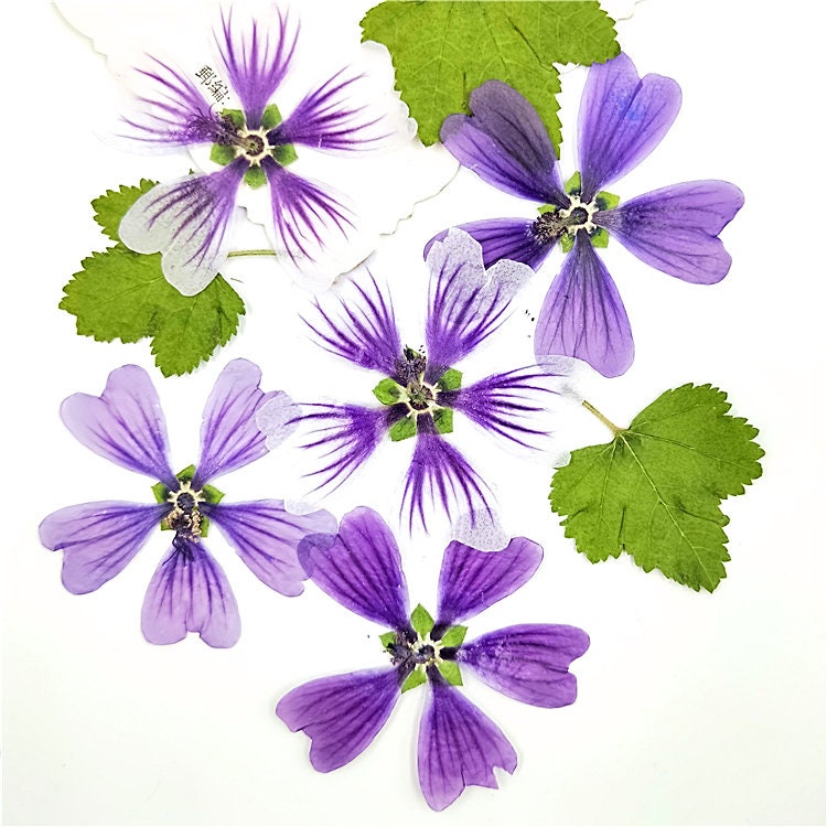 Pressed Purple Mallow Flowers (4-5cm) - 6 PCS Craft Supply