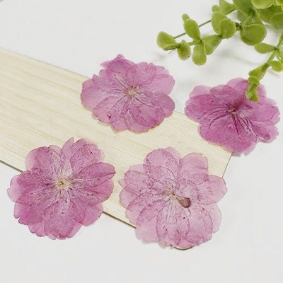 Pressed Cherry Blossoms: Pink Purple Dried Flowers (12 PCS)