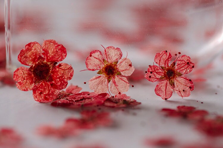 Red Pressed Flowers: Small Narcissus for Resin Art, Crafts (20 PCS)
