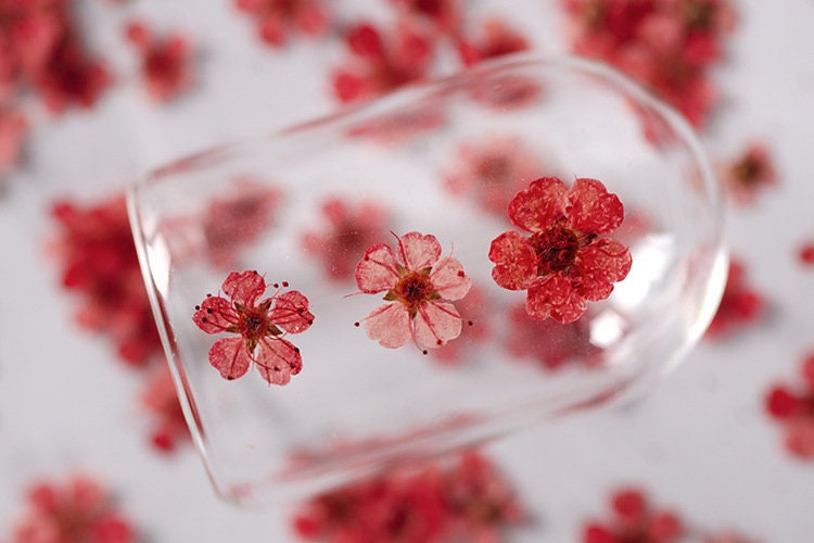 Red Pressed Flowers: Small Narcissus for Resin Art, Crafts (20 PCS)