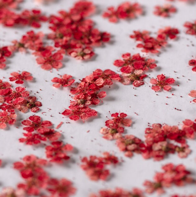Red Pressed Flowers: Small Narcissus for Resin Art, Crafts (20 PCS)