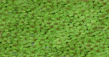 pressed flowers,green pressed flowers,20 PCS/Pack, Small Nail Dried Flower, green Dried flower,Small Narcissus green flower（0.5-0.8cm)