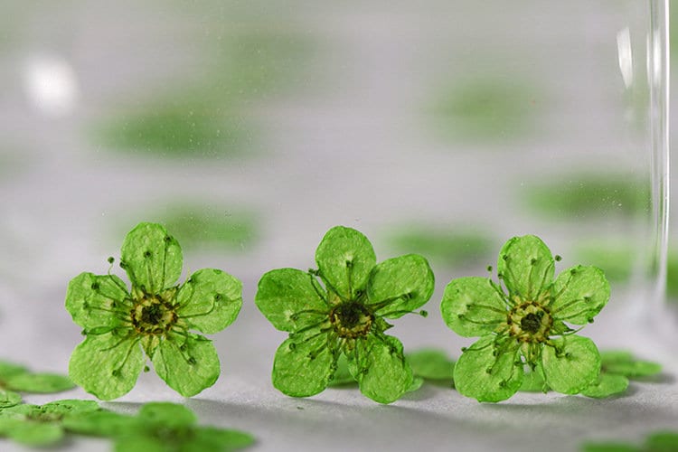 pressed flowers,green pressed flowers,20 PCS/Pack, Small Nail Dried Flower, green Dried flower,Small Narcissus green flower（0.5-0.8cm)