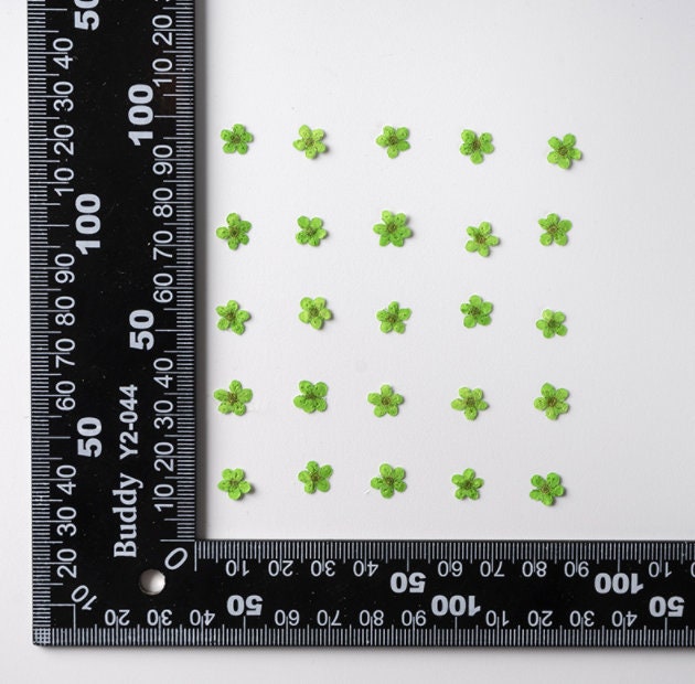 pressed flowers,green pressed flowers,20 PCS/Pack, Small Nail Dried Flower, green Dried flower,Small Narcissus green flower（0.5-0.8cm)