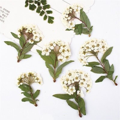 pressed flowers,white pressed flowers,Set of 6 PCS, pressed flowers art,white dried flower,Pressed Flat Flowers,scrapbooking, art