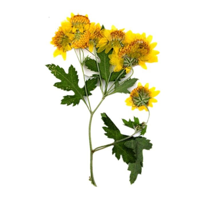 Bulk pressed flower,Set of 6 PCS,Real Dried Pressed flowers,Yellow dry Flower,natural bulk Leaves Preserved dry flower,dried flowers