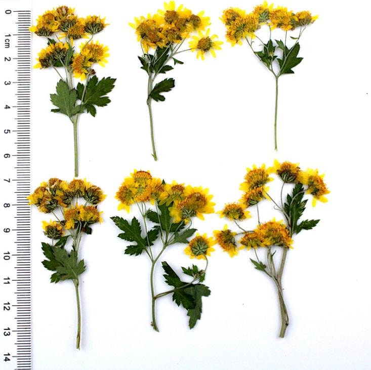 Bulk pressed flower,Set of 6 PCS,Real Dried Pressed flowers,Yellow dry Flower,natural bulk Leaves Preserved dry flower,dried flowers