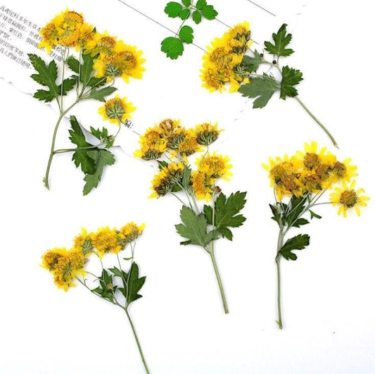 Bulk pressed flower,Set of 6 PCS,Real Dried Pressed flowers,Yellow dry Flower,natural bulk Leaves Preserved dry flower,dried flowers