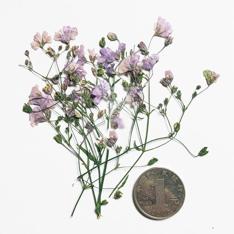 Pressed Flower Stems: Natural Dried Flowers, Yellow, Purple, Pink & Blue (8PCS/Pack)