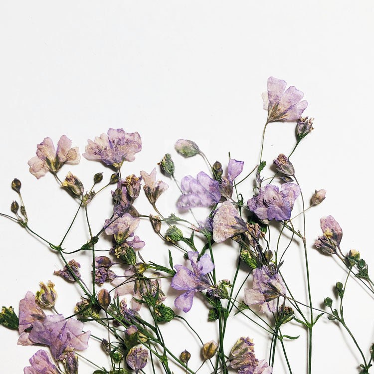 Pressed Flower Stems: Natural Dried Flowers, Yellow, Purple, Pink & Blue (8PCS/Pack)