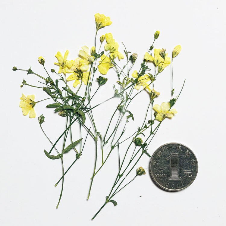 Pressed Flower Stems: Natural Dried Flowers, Yellow, Purple, Pink & Blue (8PCS/Pack)