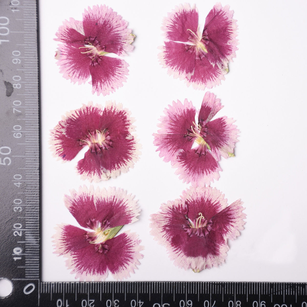 Pressed Dianthus Flowers: Pink & Purple Dried Petals (6 PCS) dry flower,Pressed flowers