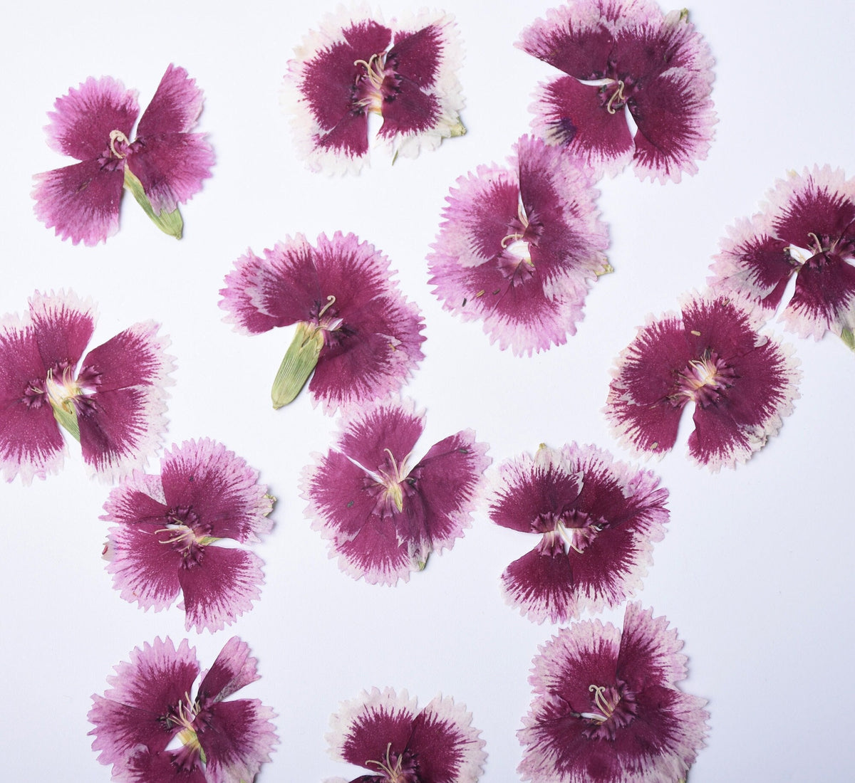 Pressed Dianthus Flowers: Pink & Purple Dried Petals (6 PCS) dry flower,Pressed flowers