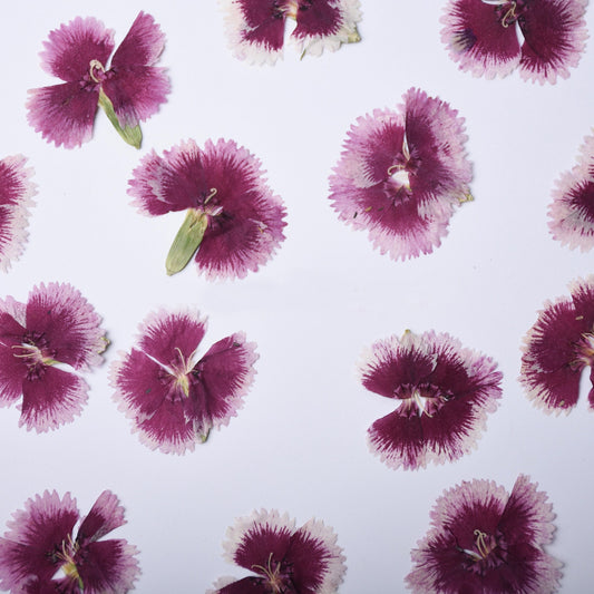 Pressed Dianthus Flowers: Pink & Purple Dried Petals (6 PCS) dry flower,Pressed flowers
