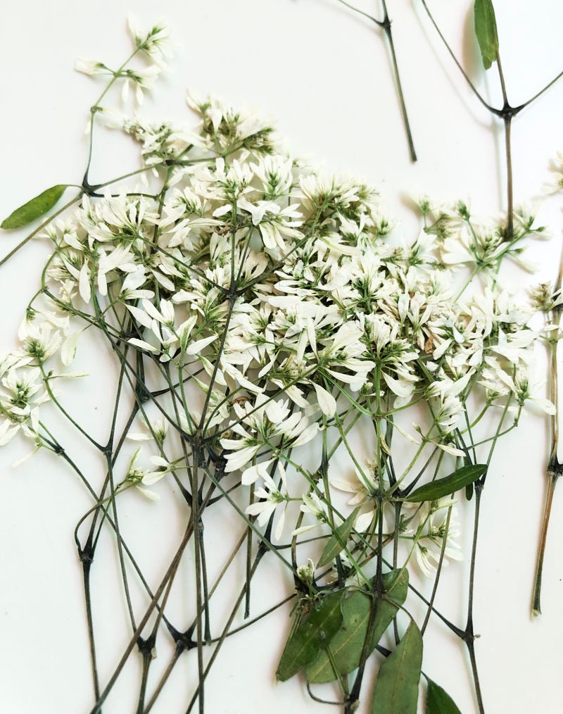Rice White Pressed Flowers: Plumbago Zeylanica, Dried Flowers (8 PCS)