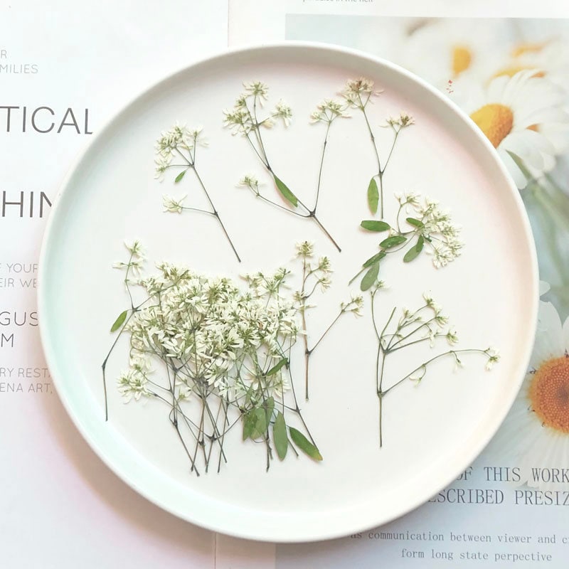 Rice White Pressed Flowers: Plumbago Zeylanica, Dried Flowers (8 PCS)