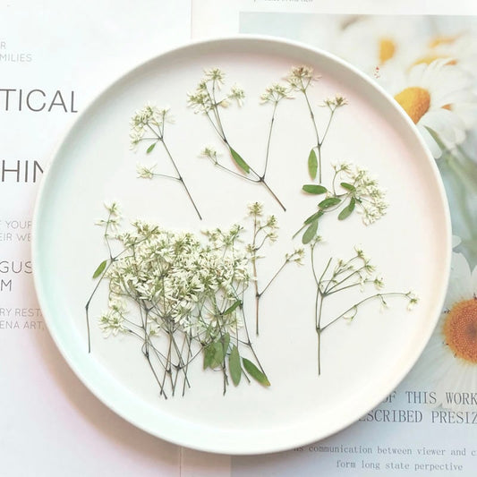 Rice White Pressed Flowers: Plumbago Zeylanica, Dried Flowers (8 PCS)