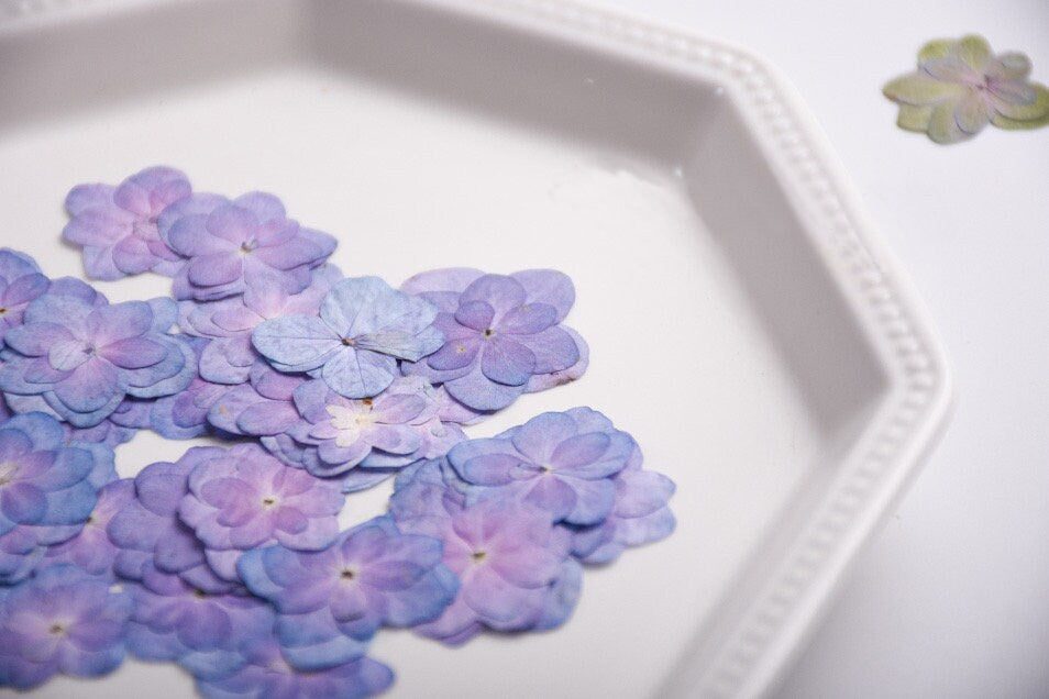 12 PC Blue Purple Pressed Hydrangea Flowers, Resin Crafts