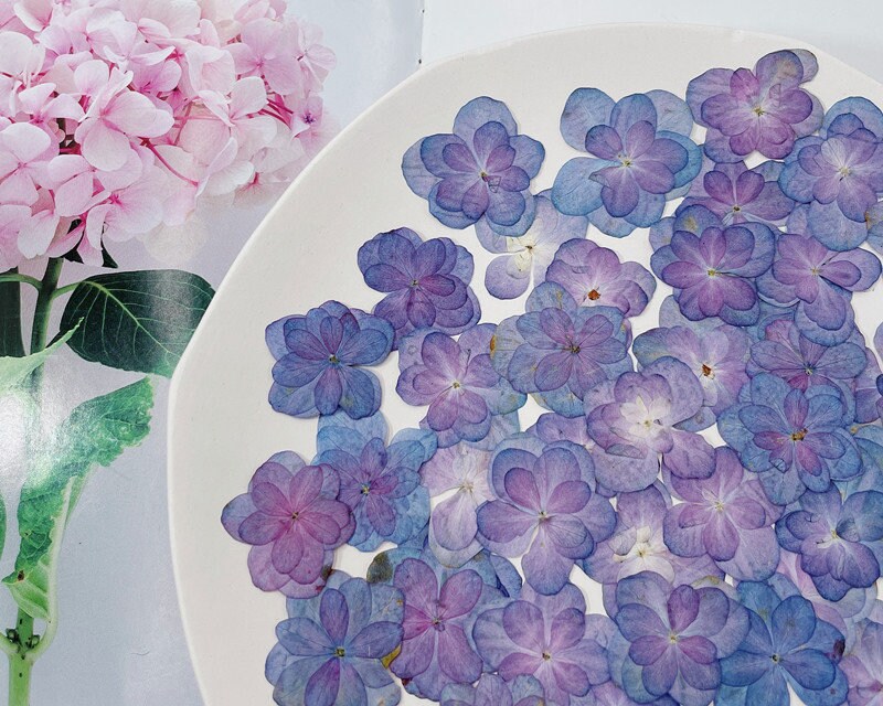 12 PC Blue Purple Pressed Hydrangea Flowers, Resin Crafts