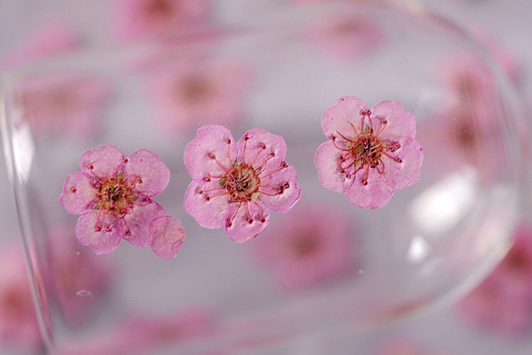 pressed flowers,pink pressed flowers,20 PCS/Pack,pink flower,pink Dried flower,pressed flower,Small pink flower（0.5-0.8cm)