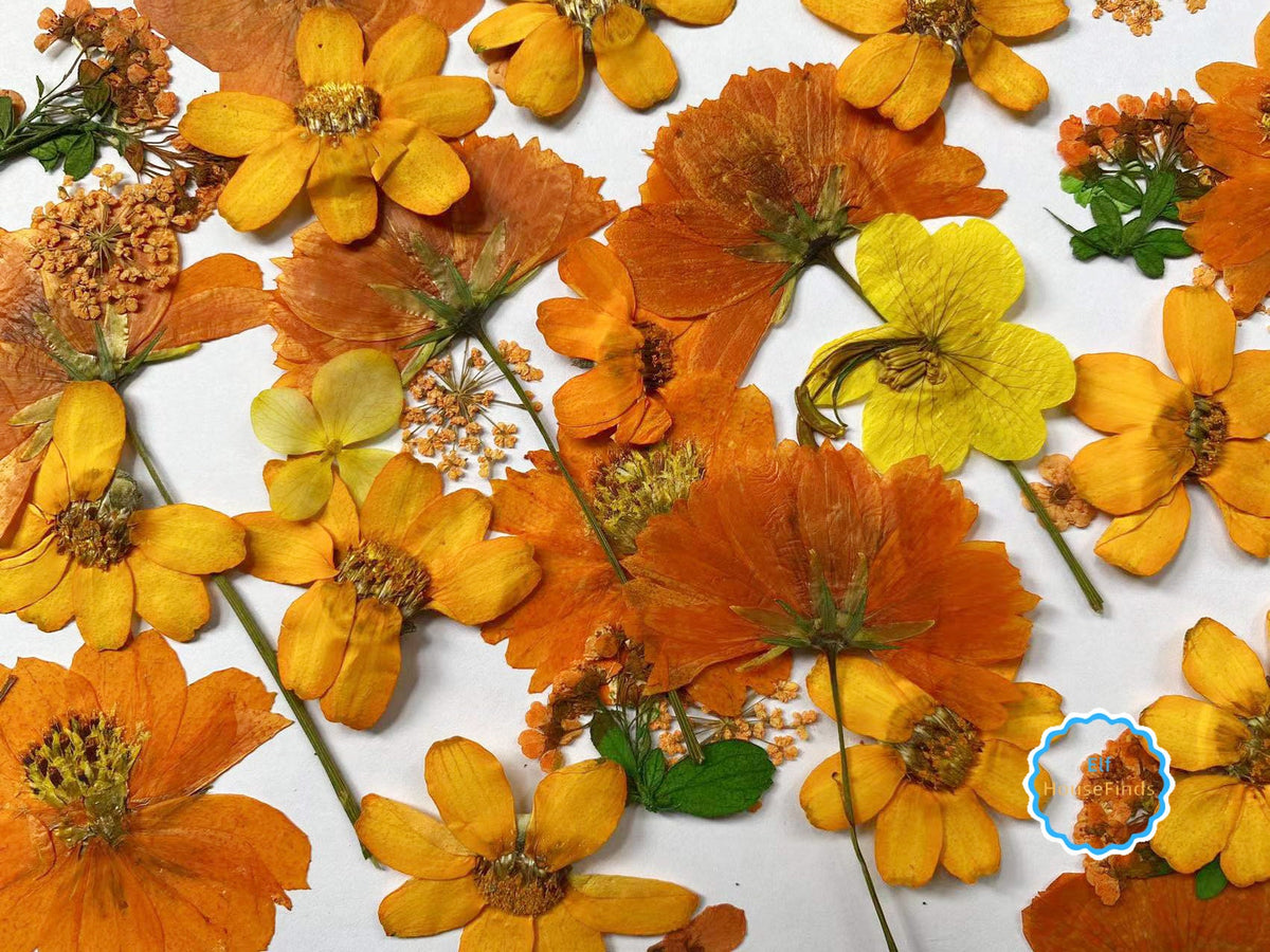 100 Mixed Pressed Flowers: Orange, Yellow, Red, Pink & Blue