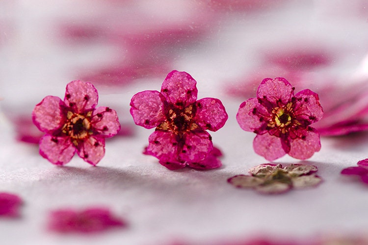 pressed flowers,rose red pressed flowers,20 PCS/Pack,rose red flower,rose red Dried flower,Narcissus flower,Small rose red flower（0.5-0.8cm)