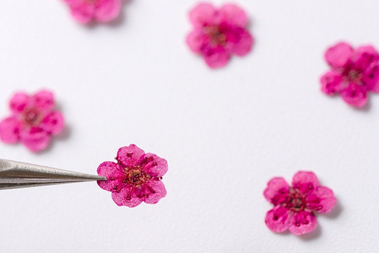 pressed flowers,rose red pressed flowers,20 PCS/Pack,rose red flower,rose red Dried flower,Narcissus flower,Small rose red flower（0.5-0.8cm)