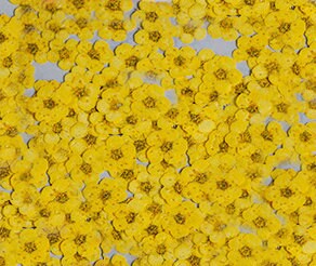pressed flowers,yellow pressed flowers,20 PCS/Pack, Small Nail Dried Flower, yellow Dried flower,Small Narcissus yellow flower（0.5-0.8cm)