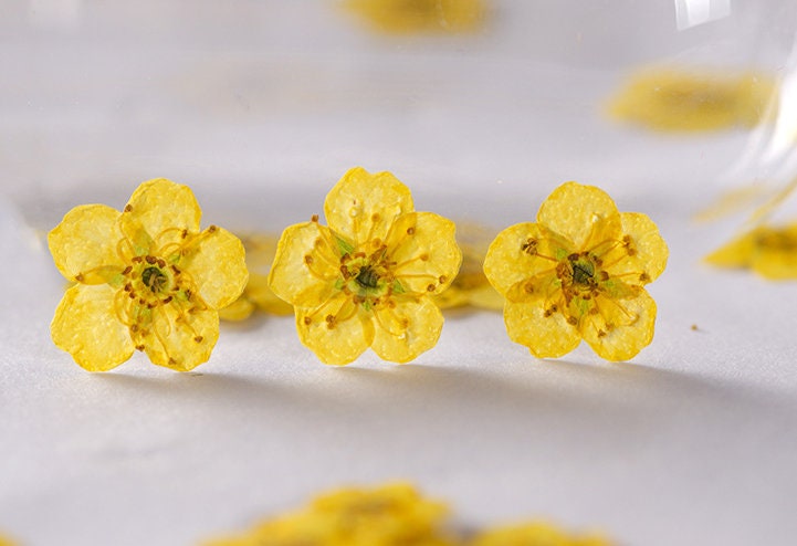 pressed flowers,yellow pressed flowers,20 PCS/Pack, Small Nail Dried Flower, yellow Dried flower,Small Narcissus yellow flower（0.5-0.8cm)