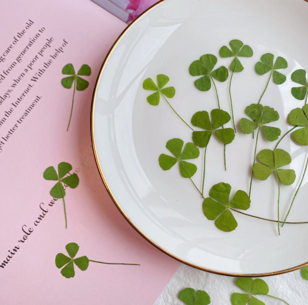 Pressed Leaves 12 PCS/Pack Real Pressed Leaves,Dried Pressed Flower Green Dry leaf, Green leaf,dry leaf(1.5-2cm)